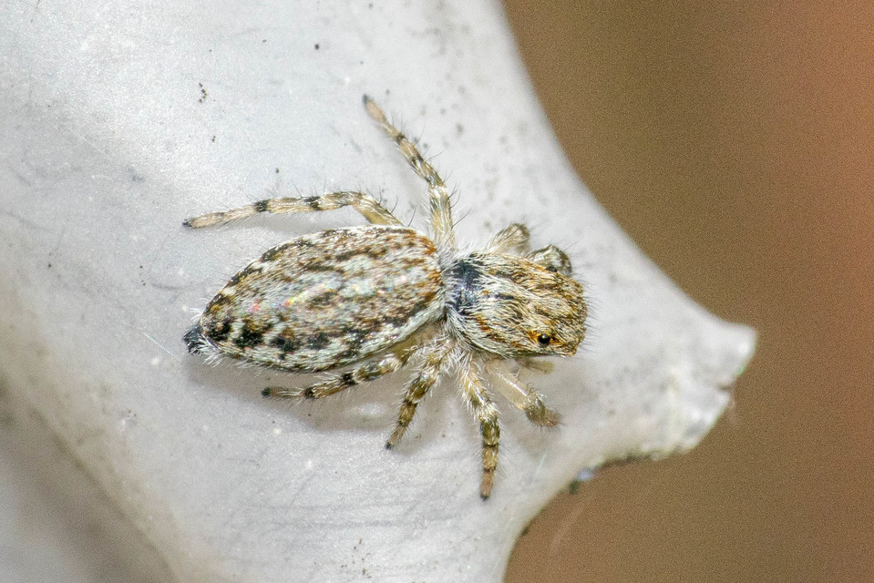 Pseudicius encarpatus - kéregugrópók