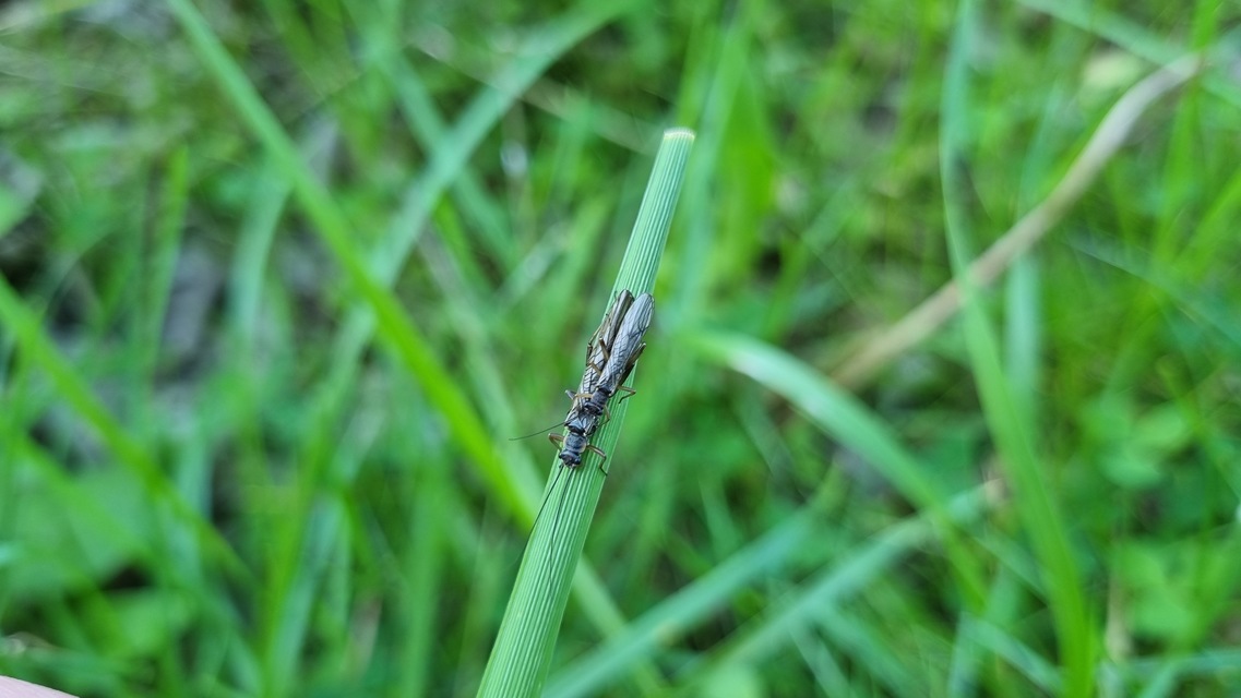 Plecoptera - Álkérészek