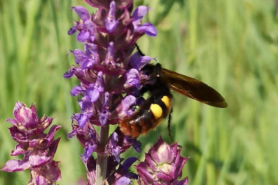 Megascolia maculata - óriás-tőrösdarázs