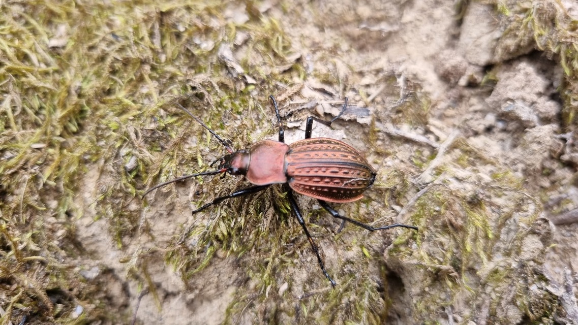 Carabus cancellatus - ragyás futrinka