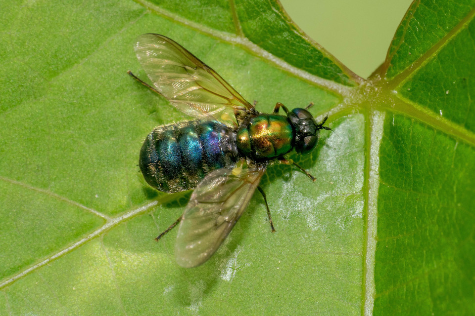 Chloromyia formosa - közönséges fémeslégy