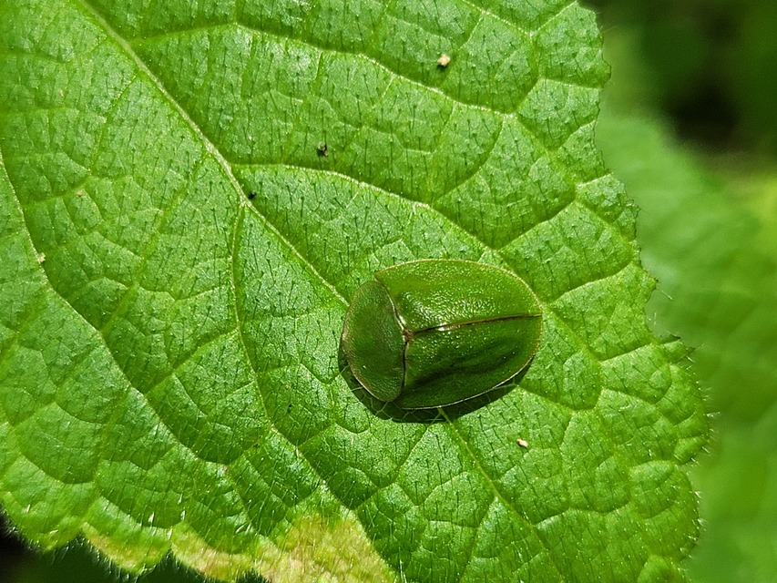 Cassida viridis - zöld pajzsbogár Cassida viridis - zöld pajzsbogár