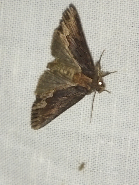 Dypterygia scabriuscula - szurokbarna nyáribagoly