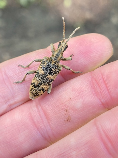 Rhagium sycophanta - tölgyes-tövisescincér