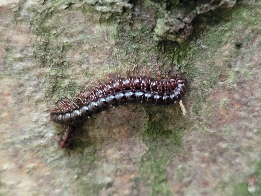 Strongylosoma stigmatosum