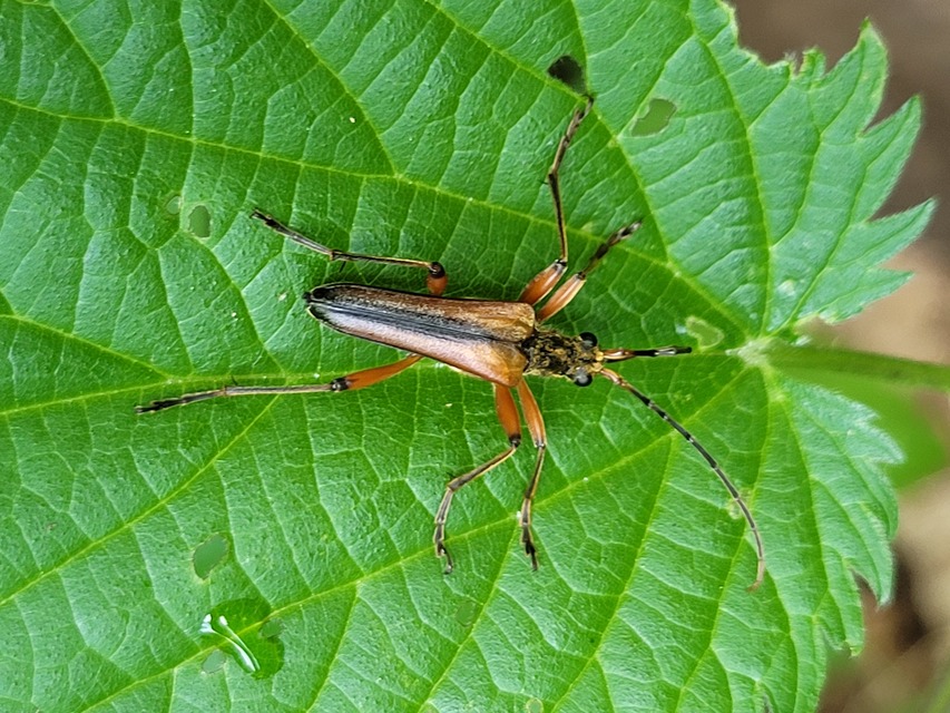 Stenocorus meridianus - fűz-gyökércincér