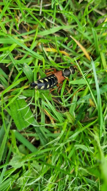Staphylinus caesareus - aranysujtásos holyva