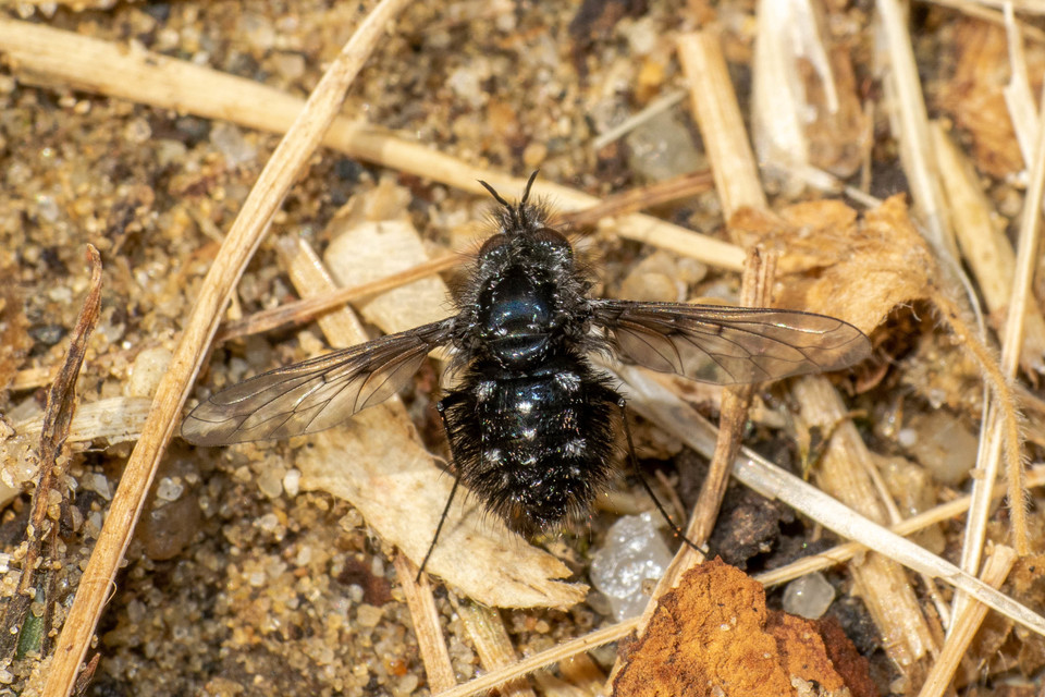 Bombylella atra - ezüstpettyes pöszörlégy