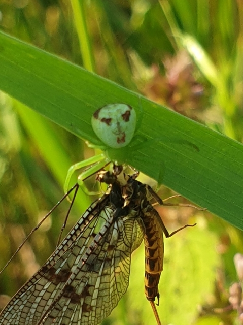 Ebrechtella tricuspidata - alakoskodó karolópók