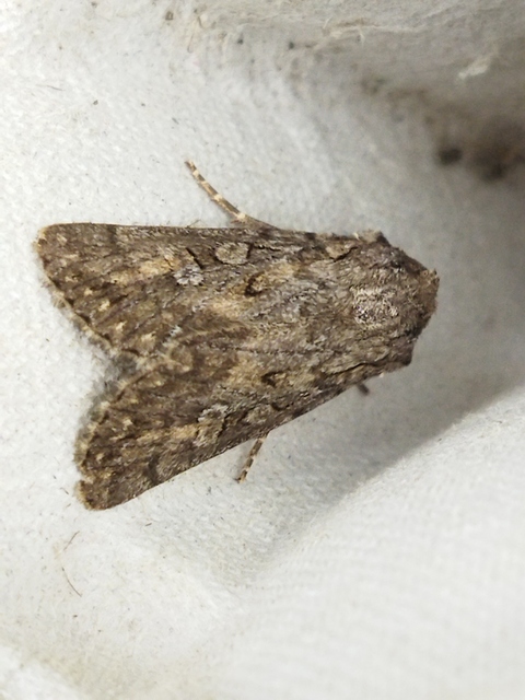 Dichagyris forcipula - szürkésbarna földibagoly