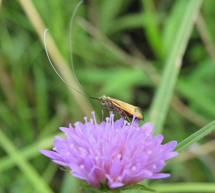 Nemophora metallica - fémszínű tőrösmoly