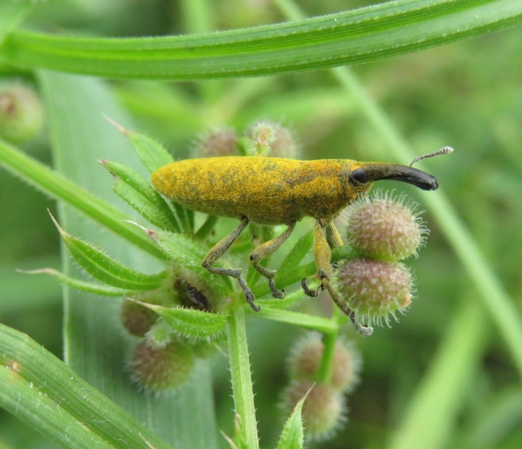 Lixus pulverulentus - mályvafúró dudvabarkó