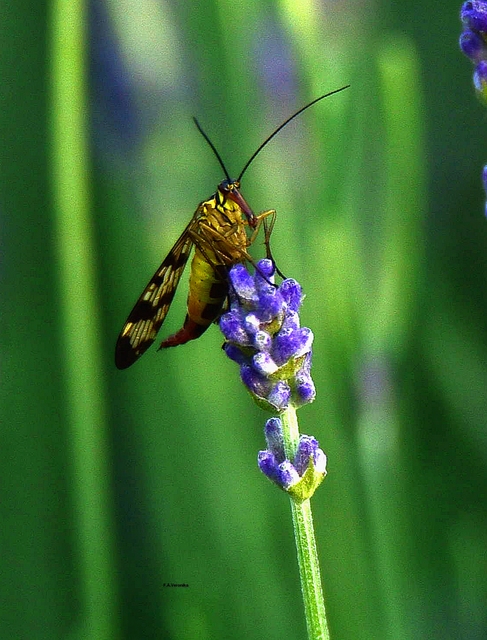 Panorpa vulgaris