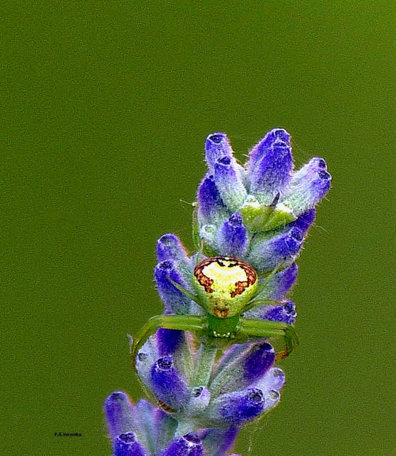 Ebrechtella tricuspidata - alakoskodó karolópók