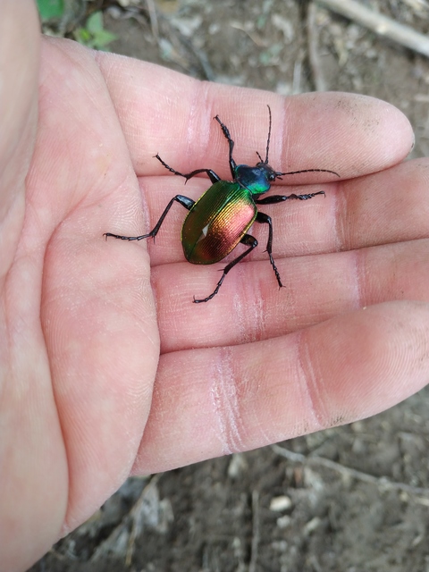 Calosoma sycophanta - aranyos bábrabló