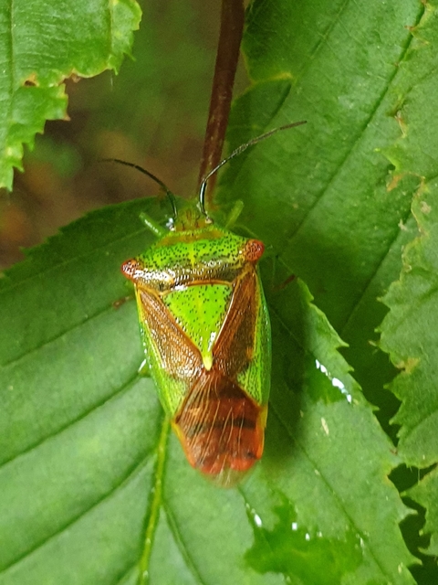 Acanthosoma haemorrhoidale - nagy dajkapoloska Acanthosoma haemorrhoidale - nagy dajkapoloska