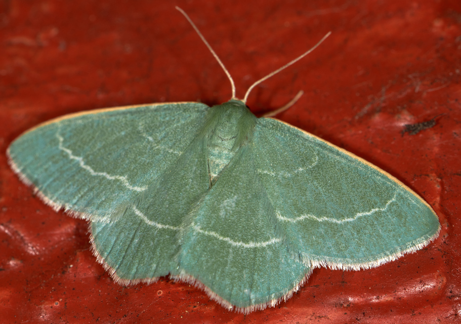Chlorissa viridata/cloraria