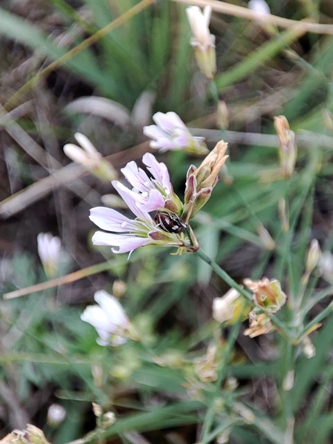 Tychius quinquepunctatus - borsó-tímárormányos