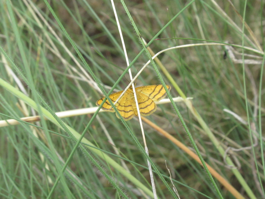 Idaea aureolaria - aranyos sávosaraszoló