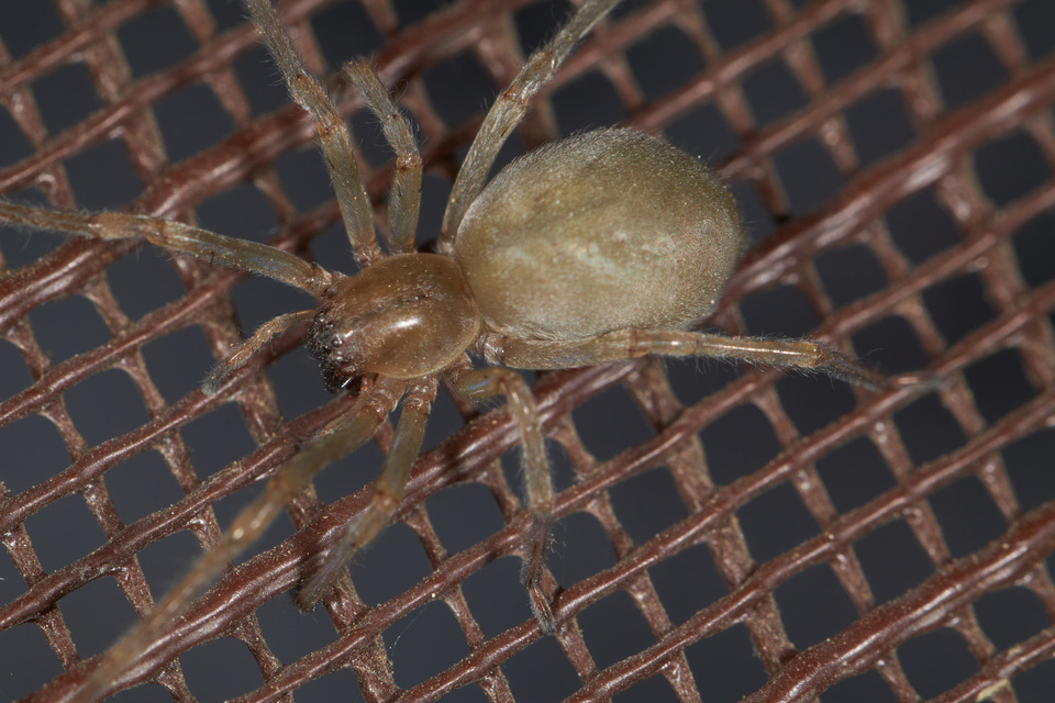 Cheiracanthium