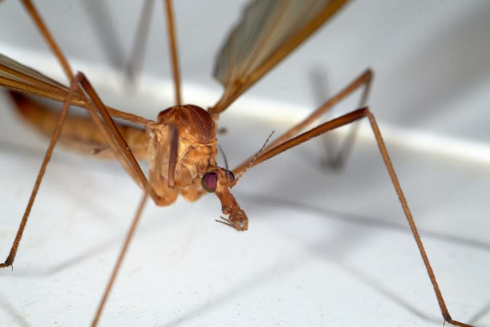 Tipula