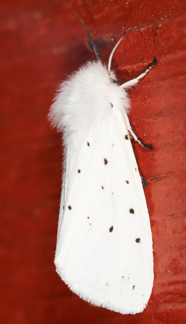 Spilosoma lubricipedum/urticae