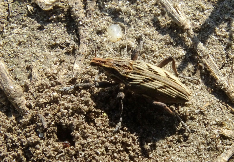 Coniocleonus nigrosuturatus - nyíljegyes barkó