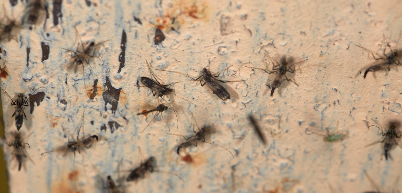 Chironomidae - árvaszúnyogok