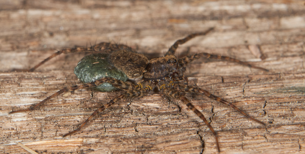 Pardosa