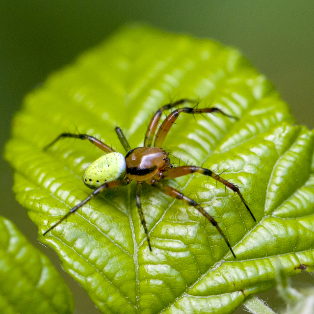 Araniella