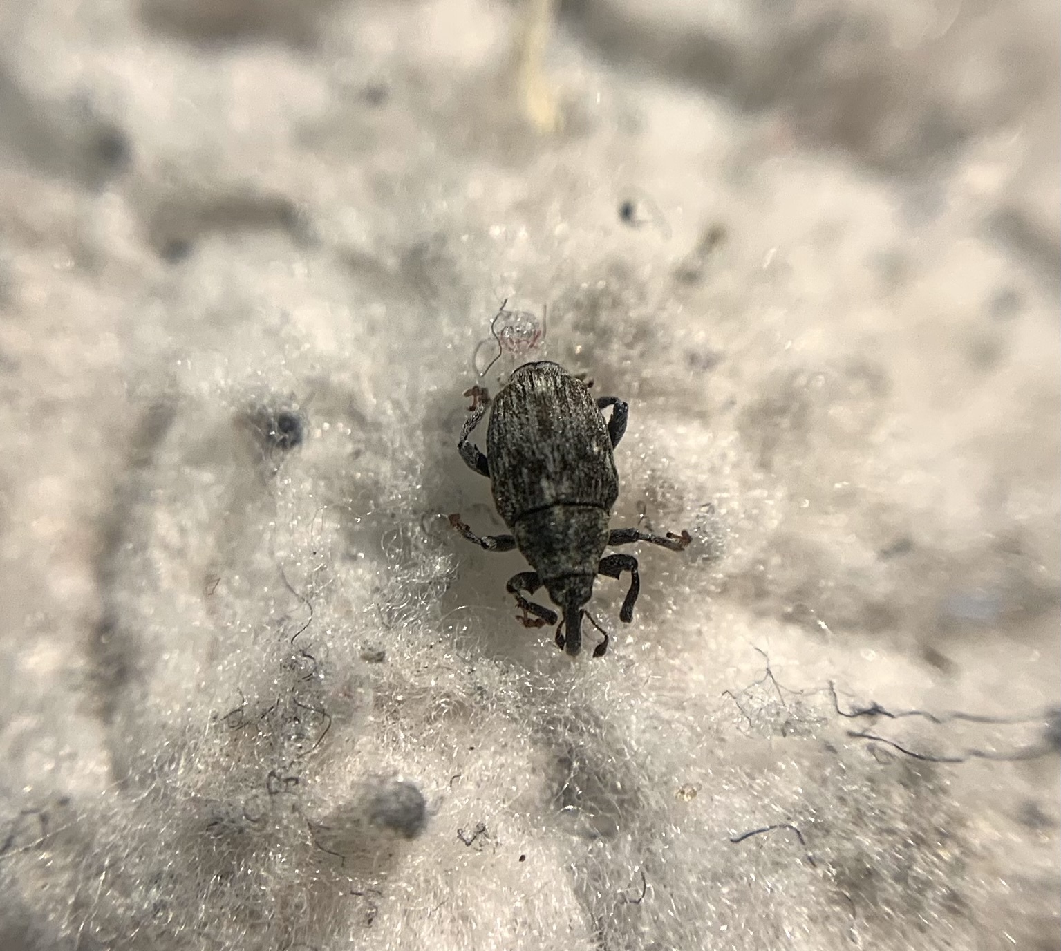 Microplontus rugulosus - feketeüröm-ormányos