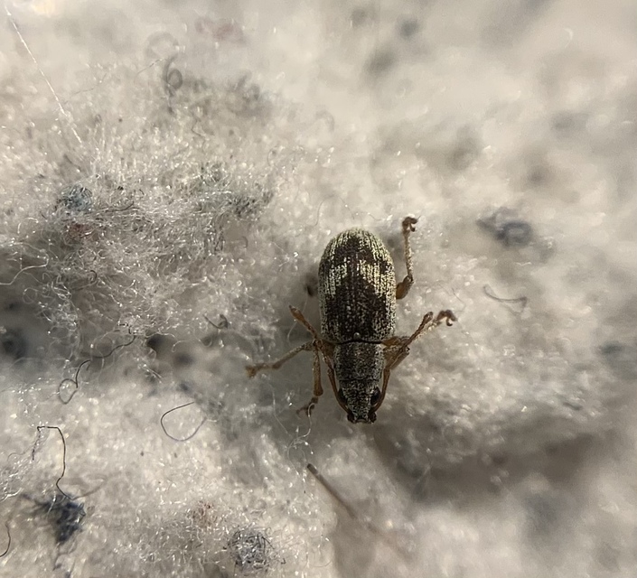 Pseudomyllocerus sinuatus - szeder-levélormányos