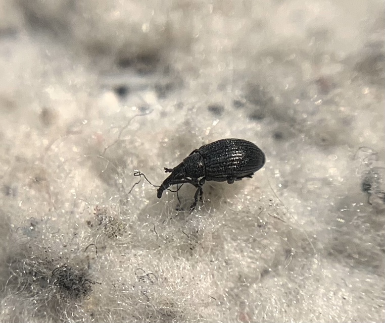 Catapion pubescens - széles cickányormányos Catapion pubescens - széles cickányormányos