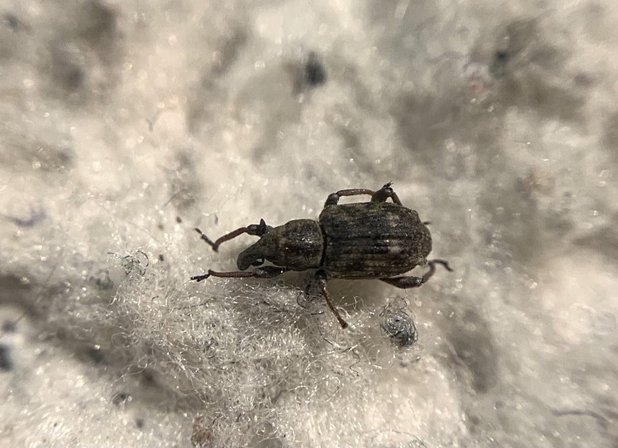 Bagous lutulentus - zsurló-víziormányos Bagous lutulentus - zsurló-víziormányos