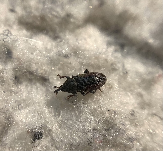 Tychius cuprifer - rezesbarna tímárormányos