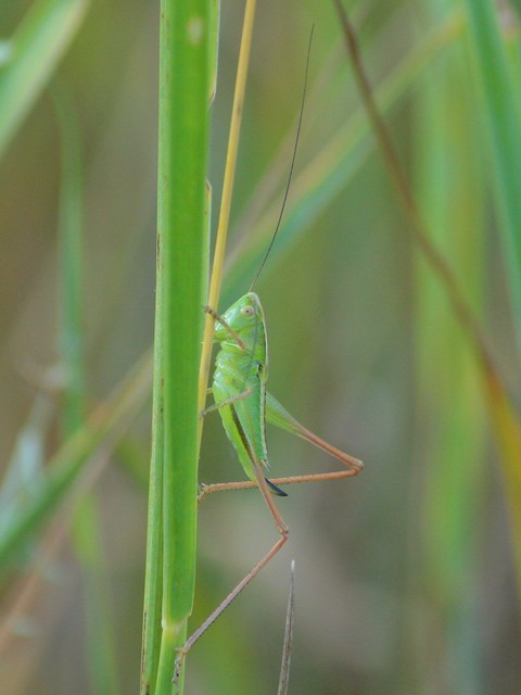 Bicolorana bicolor - halványzöld rétiszöcske