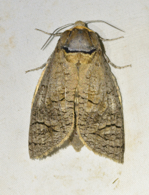 Cossus cossus - fűzfarontólepke
