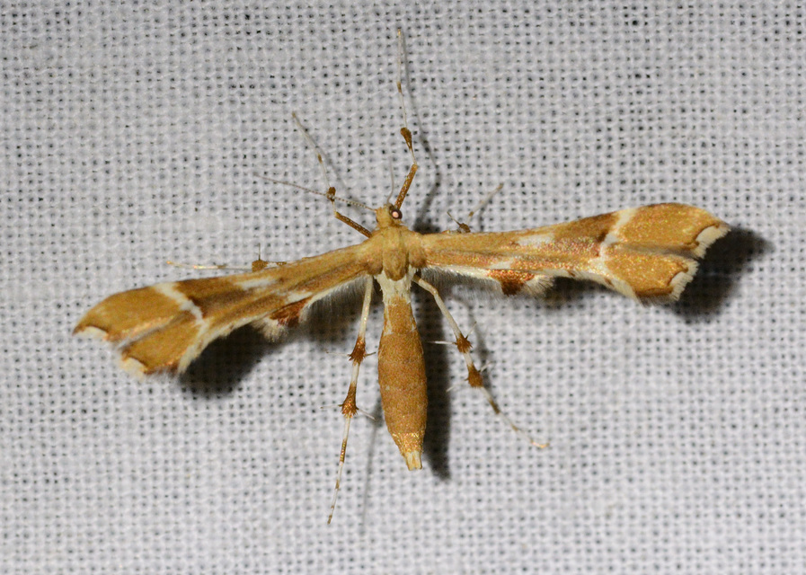 Cnaemidophorus rhododactyla - rózsabogyó-tollasmoly