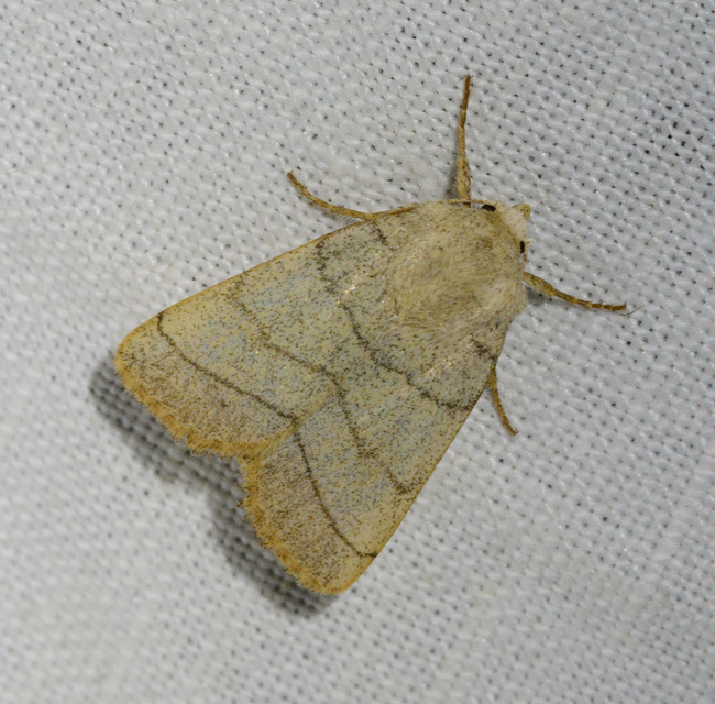 Charanyca trigrammica - háromsávos lombbagoly