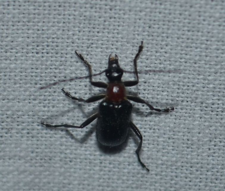 Dinoptera collaris - vörösnyakú virágcincér