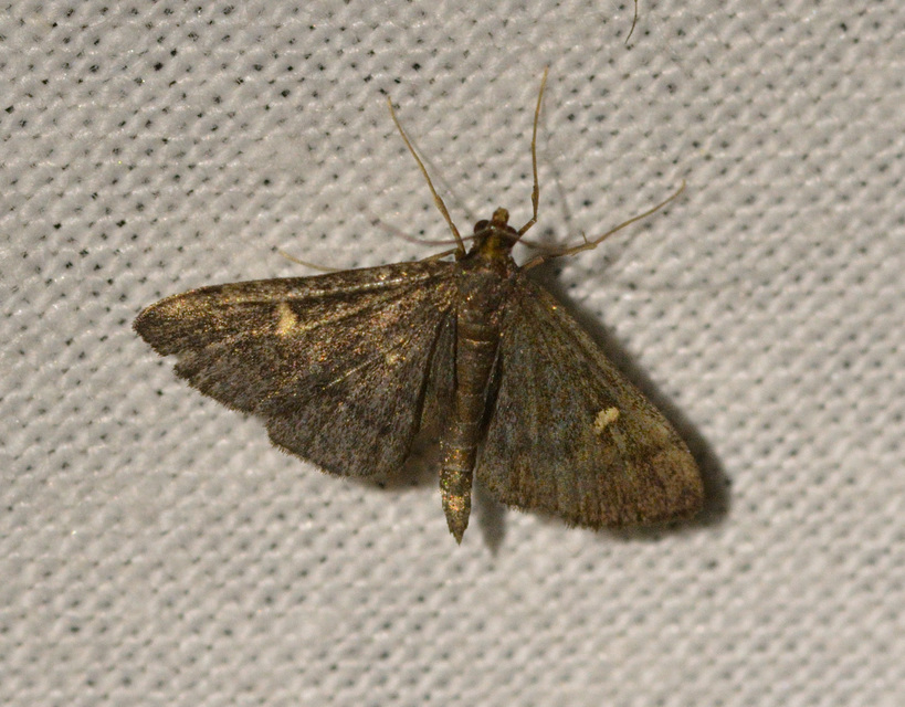 Dolicharthria stigmosalis - balkáni tűzmoly