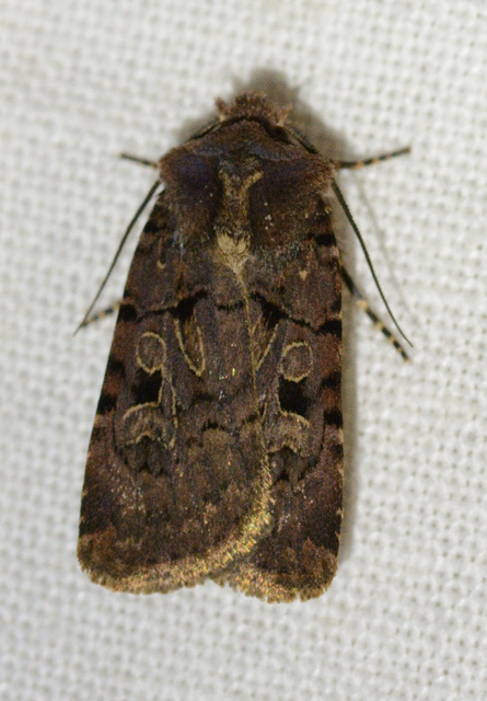 Chersotis rectangula - barna földibagoly