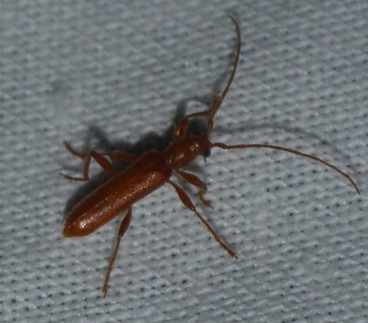 Axinopalpis gracilis - kecses selymescincér