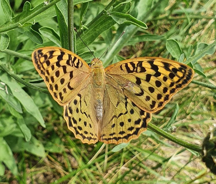Argynnis pandora - zöldes gyöngyházlepke