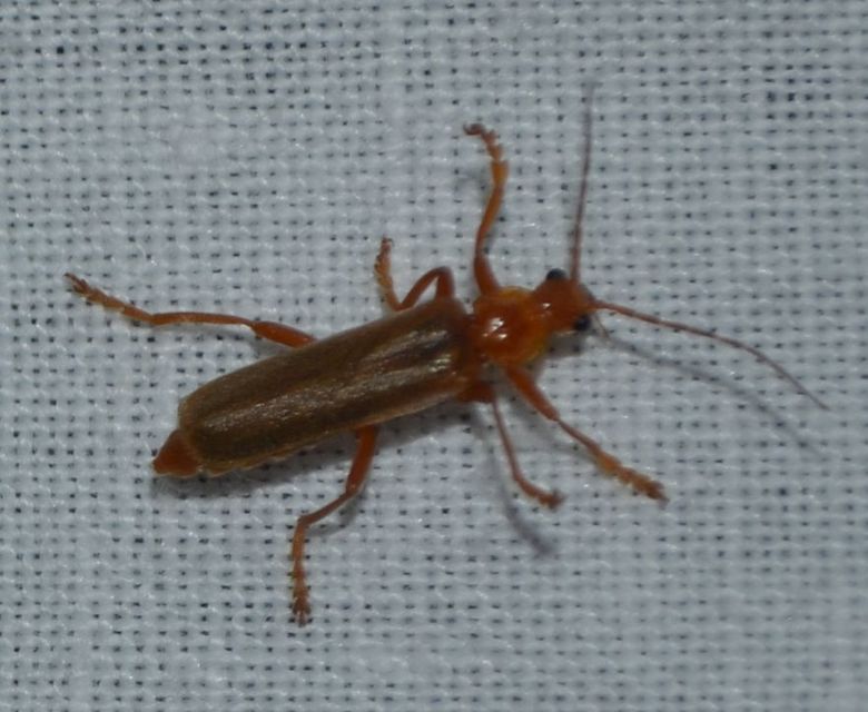 Cantharis rufa - rőt lágybogár