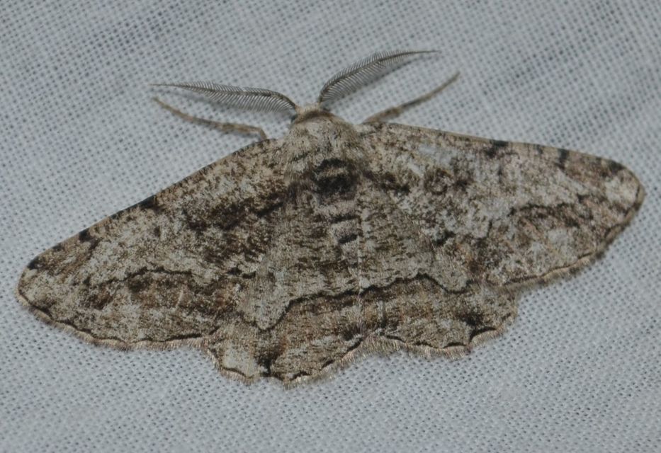 Synopsia sociaria - ürömaraszoló