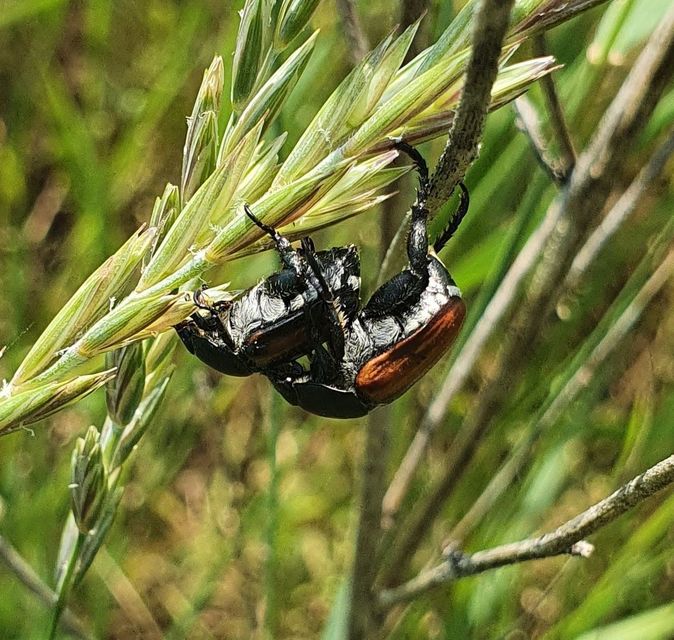 Anisoplia austriaca - osztrák szipoly