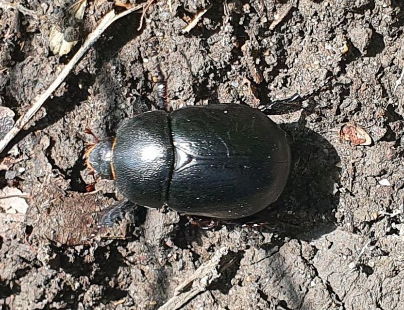 Pentodon idiota - butabogár