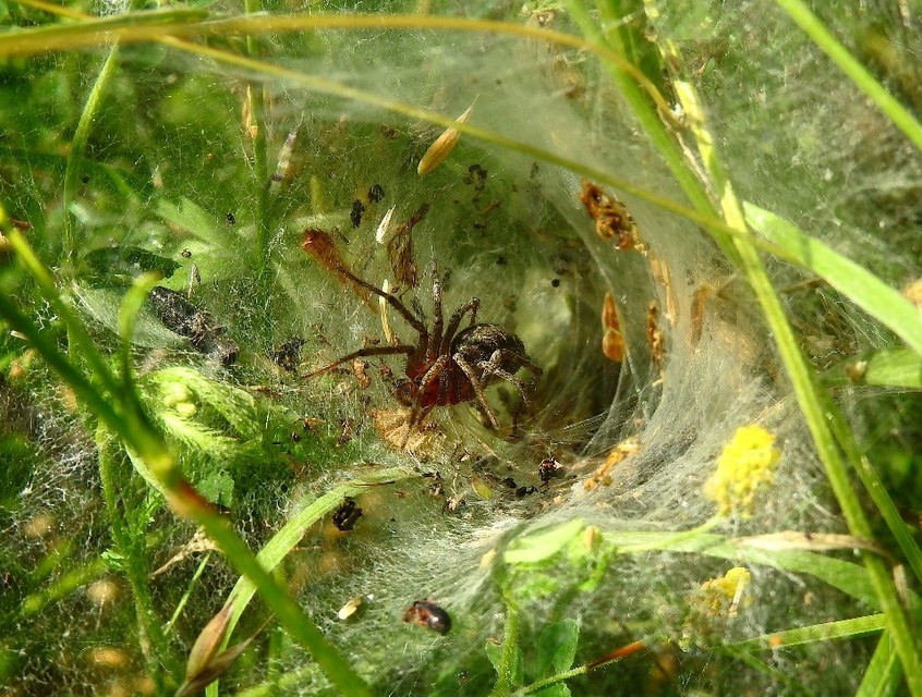 Agelenidae - zugpókok
