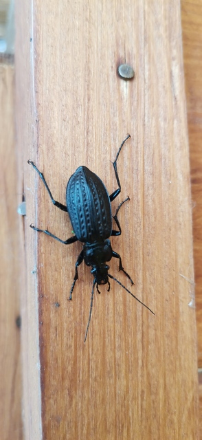 Carabus granulatus - mezei futrinka
